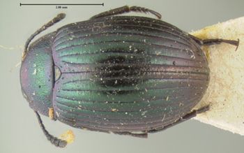 Media type: image;   Entomology 7111 Aspect: habitus dorsal view